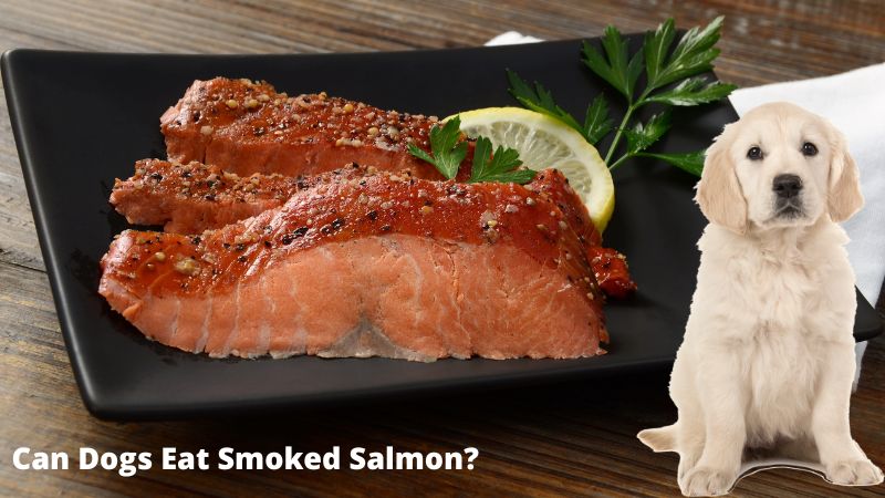 Can Dogs Eat Smoked Salmon?How Safe Is It For Dogs?