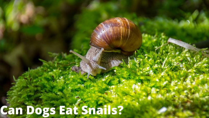 Can Dogs Eat Snails.