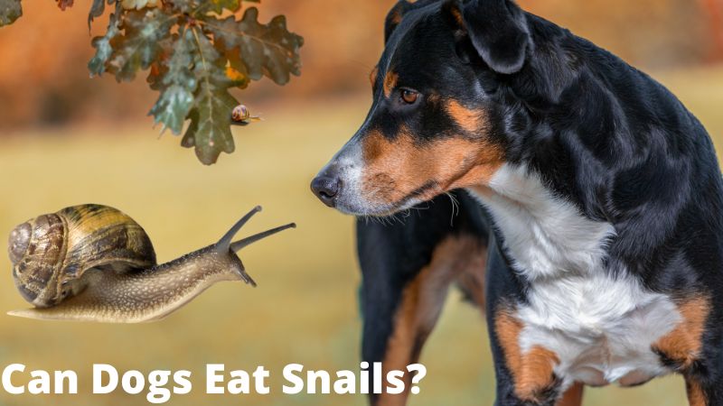 Can Dogs Eat Snails