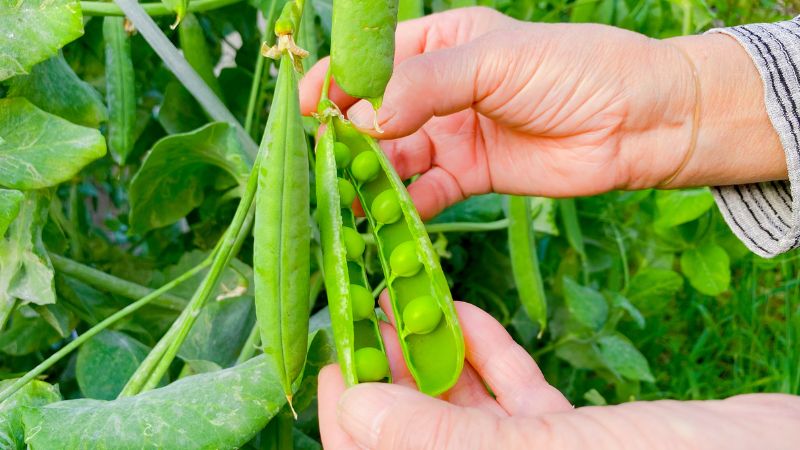 Can Dogs Eat Snap Peas