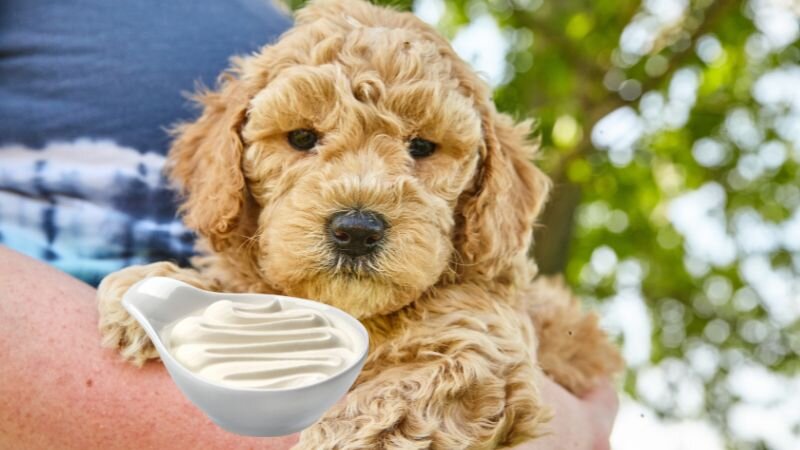 Can Dogs Eat Sour Cream .