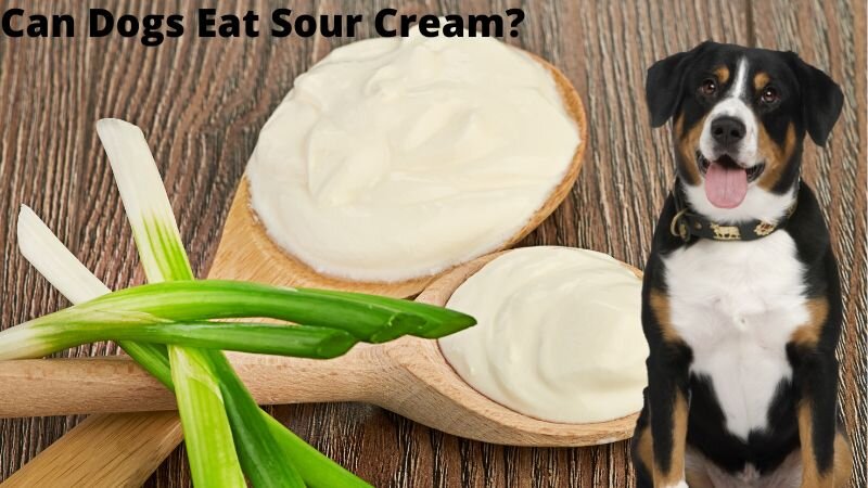 Can Dogs Eat Sour Cream?What You Need to Know