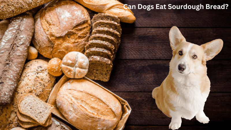 Can Dogs Eat Sourdough Bread?Let’s Explore The Benefits