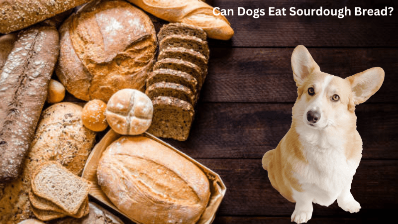 can-dogs-eat-sourdough-bread-benifits-and-risk-doggie-food-items