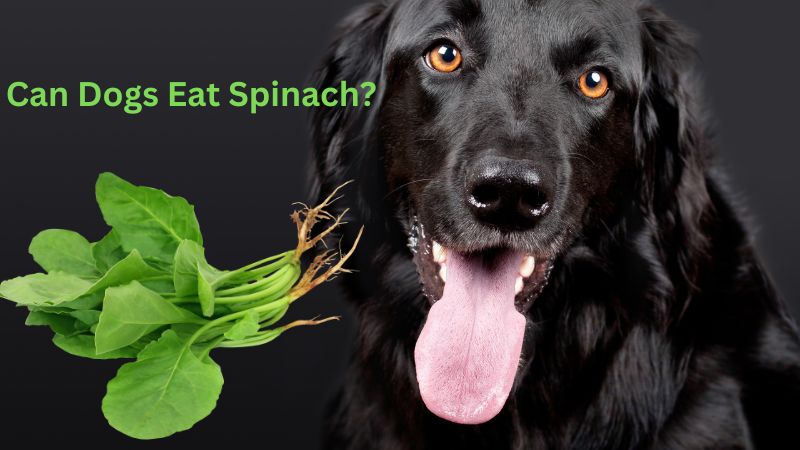 Can Dogs Eat Spinach? 