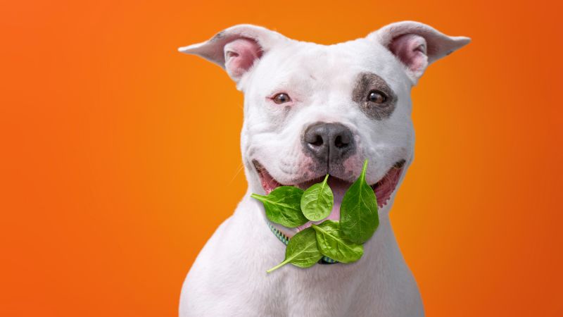 Can Dogs Eat Spinach