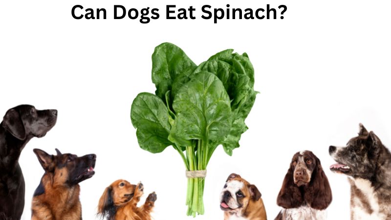 Can Dogs Eat Spinach