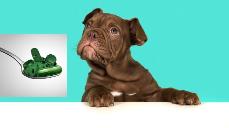 Can Dogs Eat Spirulina