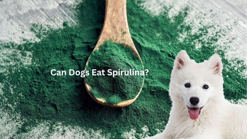 Can Dogs Eat Spirulina