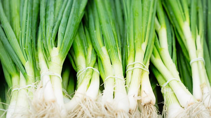 Can Dogs Eat Spring Onions .