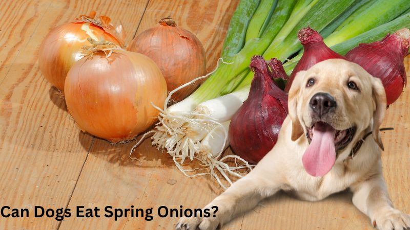 Can Dogs Eat Spring Onions?