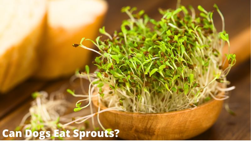 Can Dogs Eat Sprouts