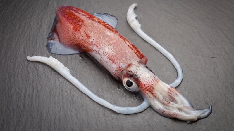 Can Dogs Eat Squid ,