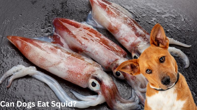 Can Dogs Eat Squid?Benefits and Risks of Squid for Dogs