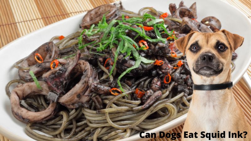 Can Dogs Eat Squid Ink?