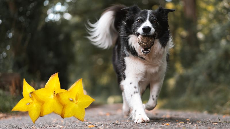 Can Dogs Eat Star fruit