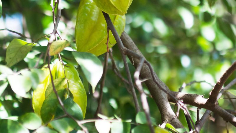 Can Dogs Eat Star fruit 