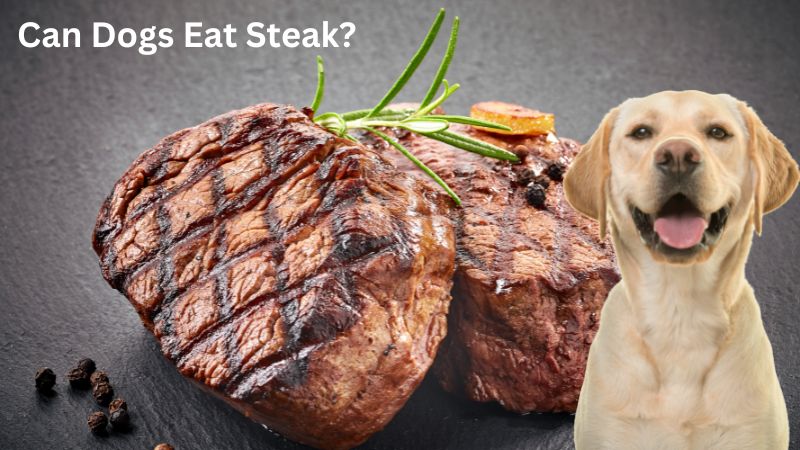 Can Dogs Eat Steak? All You Need To Know About Feeding