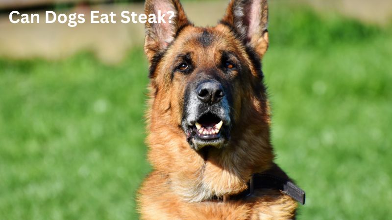 Can Dogs Eat Steak