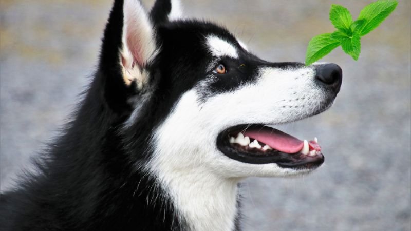Can Dogs Eat Stevia