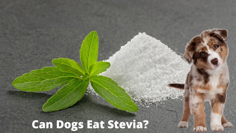 Can Dogs Eat Stevia?