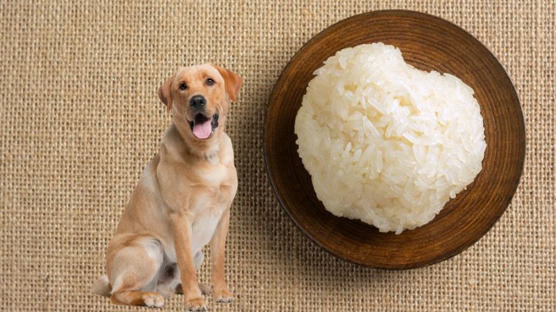 Can Dogs Eat Sticky Rice,.,