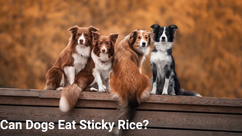 Can Dogs Eat Sticky Rice?