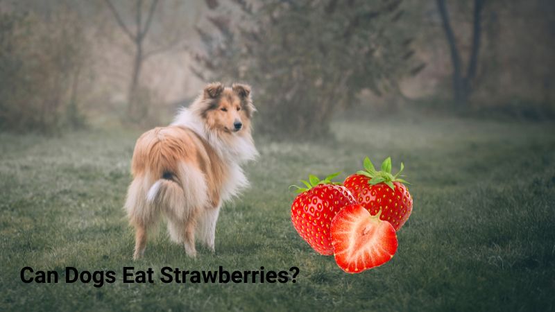 Can dogs eat strawberries?Here’s Everything You Need to Know