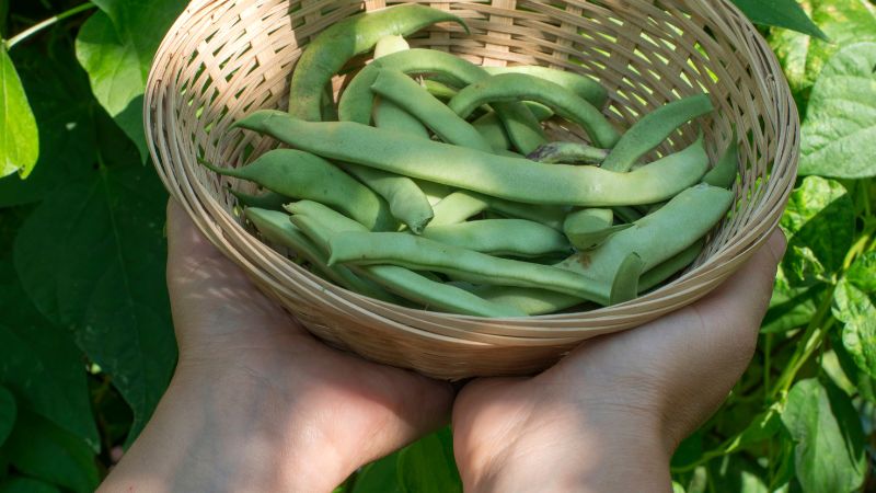 Can Dogs Eat String Beans,.