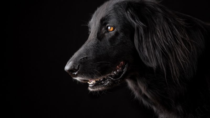 Can Dogs Eat String Beans,