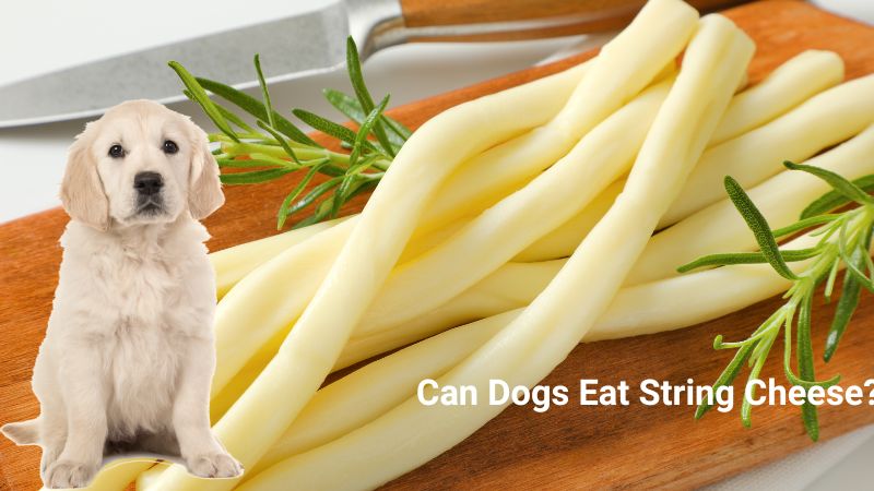 Can Dogs Eat String Cheese