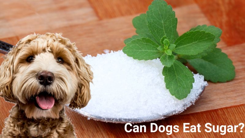 Can Dogs Eat Sugar?What to Know About Dogs & Sugar