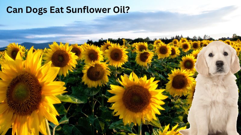 Can Dogs Eat Sunflower Oil?
