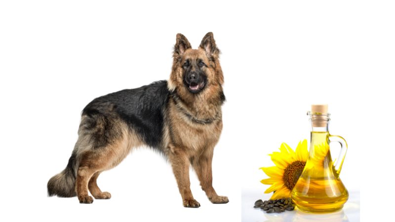 Can Dogs Eat Sunflower Oil..