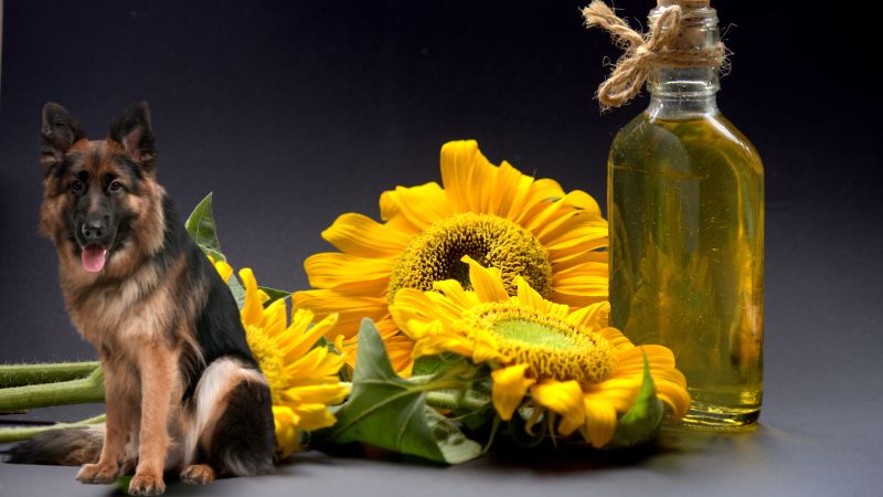 Can Dogs Eat Sunflower Oil.