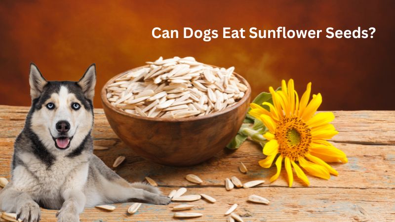 Can Dogs Eat Sunflower Seeds .