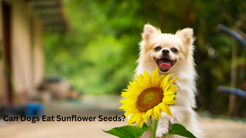 Can Dogs Eat Sunflower Seeds .