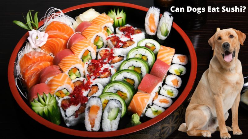 Can Dogs Eat Sushi?A Guide to Fish for Dogs