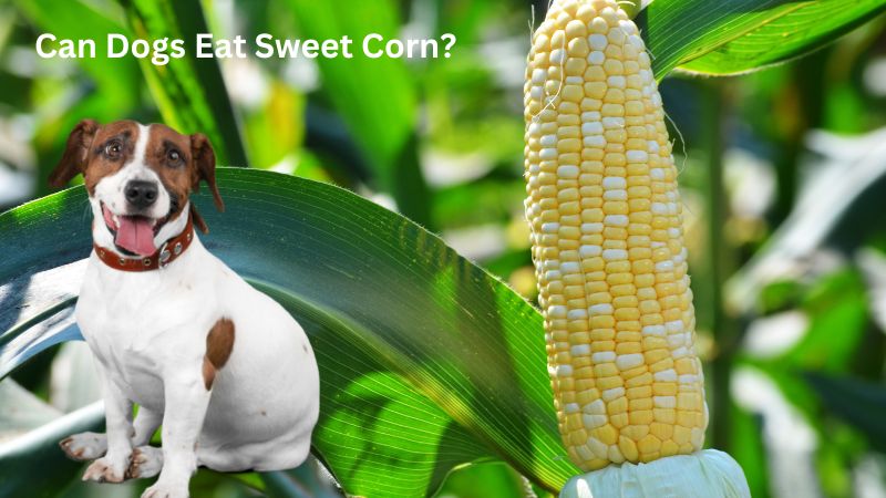 Can Dogs Eat Sweet Corn?