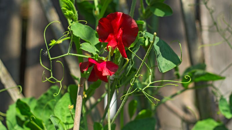 Can Dogs Eat Sweet Peas?