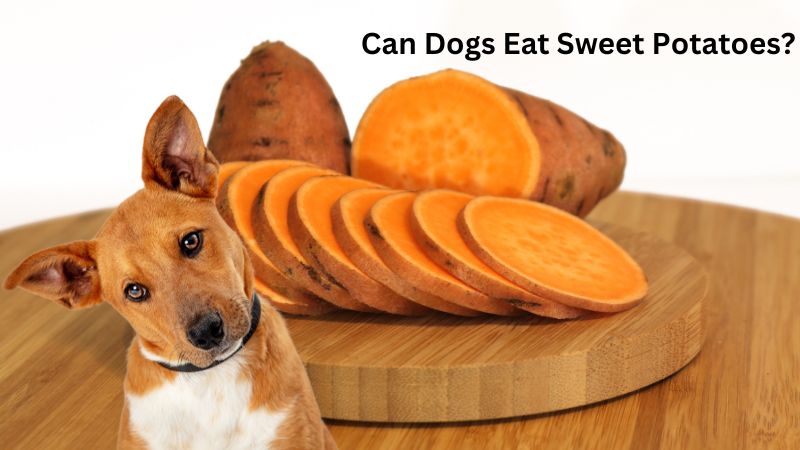 Can Dogs Eat Sweet Potatoes?