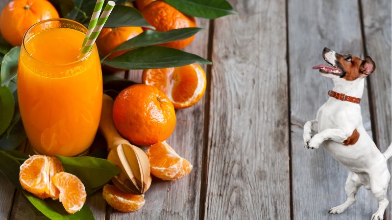 Can Dogs Eat Tangerines ;