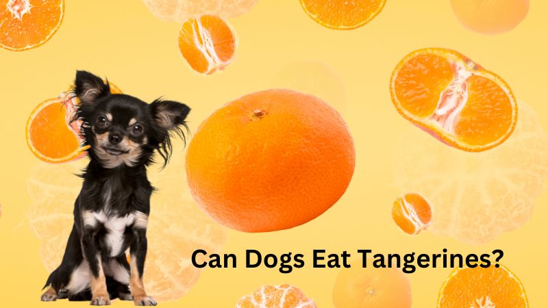 Can Dogs Eat Tangerines?