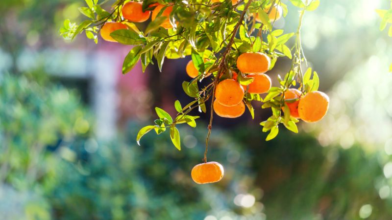 Can Dogs Eat Tangerines ;