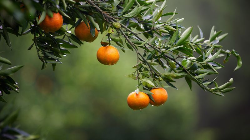 Can Dogs Eat Tangerines ;