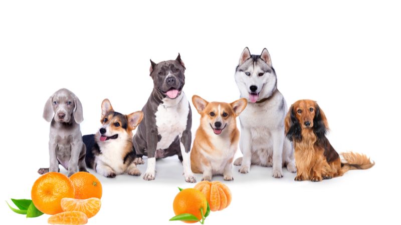 Can Dogs Eat Tangerines ;