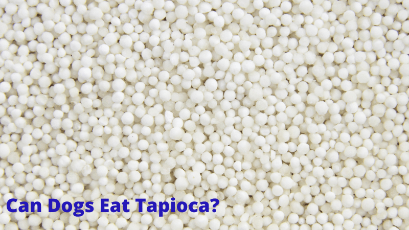 Can Dogs Eat Tapioca-.