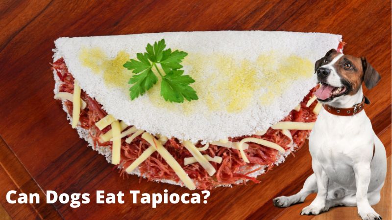Can Dogs Eat Tapioca?