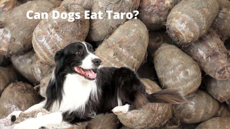 Can Dogs Eat Taro?
