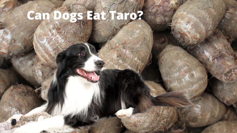 Can Dogs Eat Taro?A Comprehensive Guide